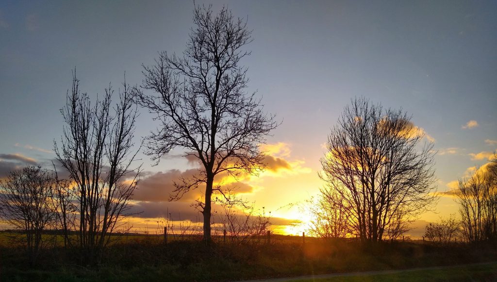 sunset through trees