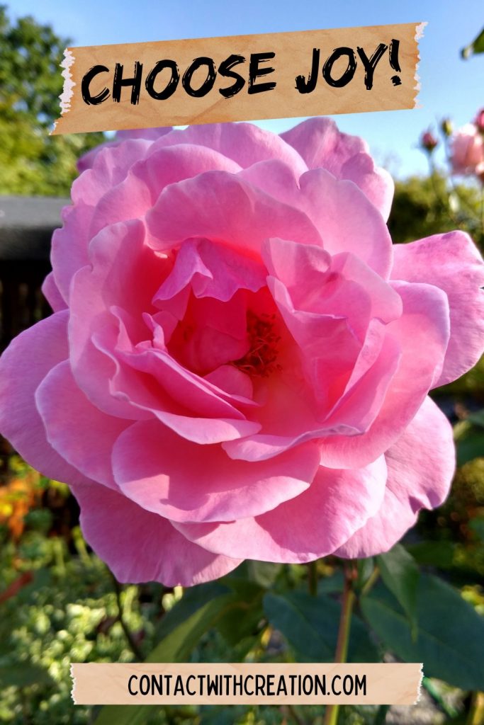 LITTLE JOYS: 19th September 2022