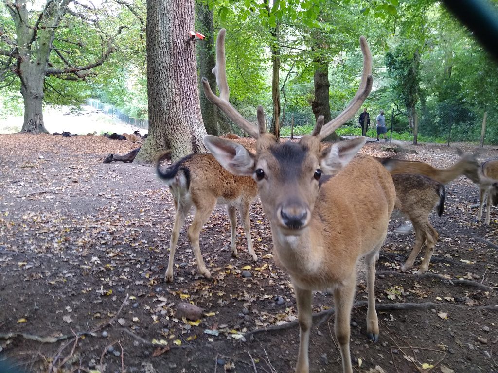 Little Joys: friendly deer
