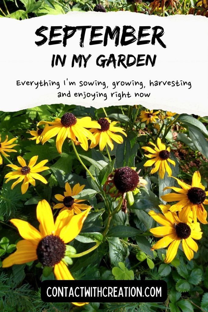 SEPTEMBER IN MY GARDEN: Everything I’m Sowing, Growing and Harvesting Right Now