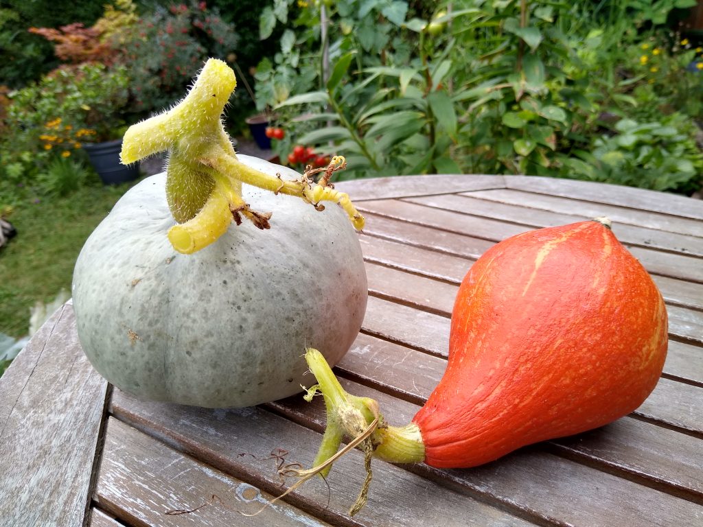 Little Joys: garden squash harvest
