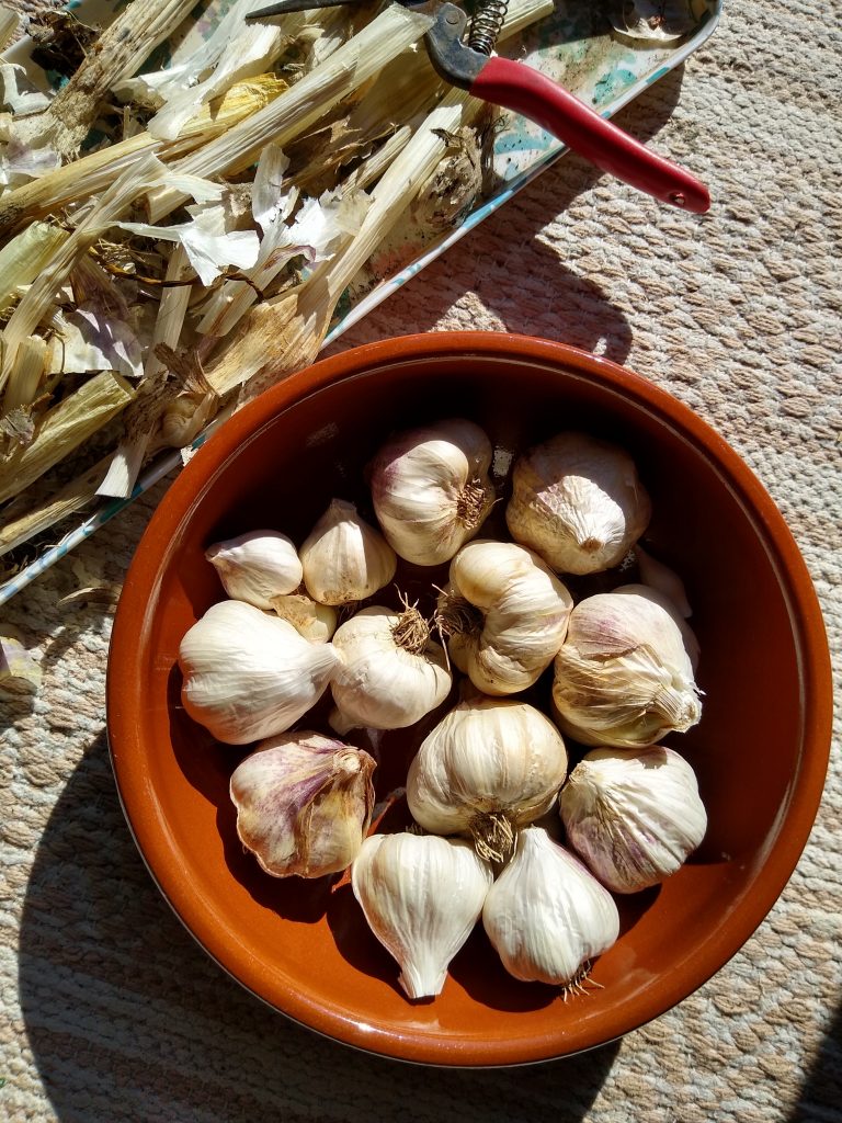 Little Joys: garden garlic harvest