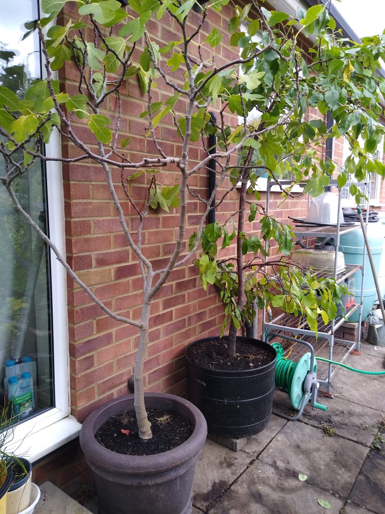 Little Joys: autumn is the time to prune plum trees