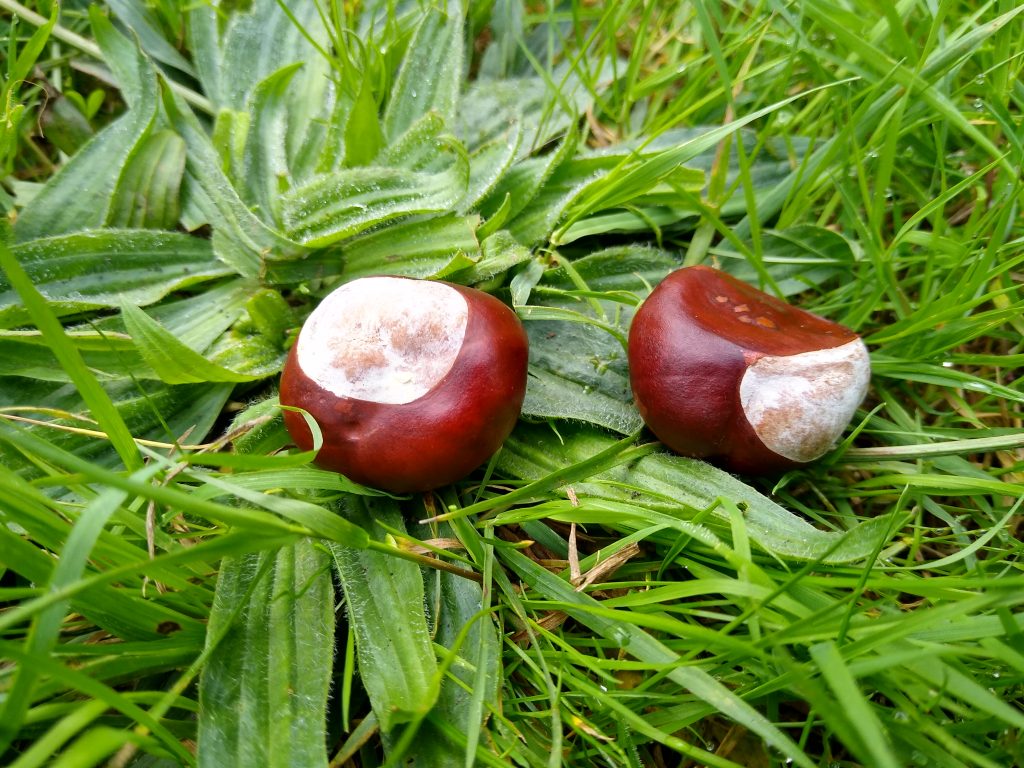 Little Joys: autumn's first conkers