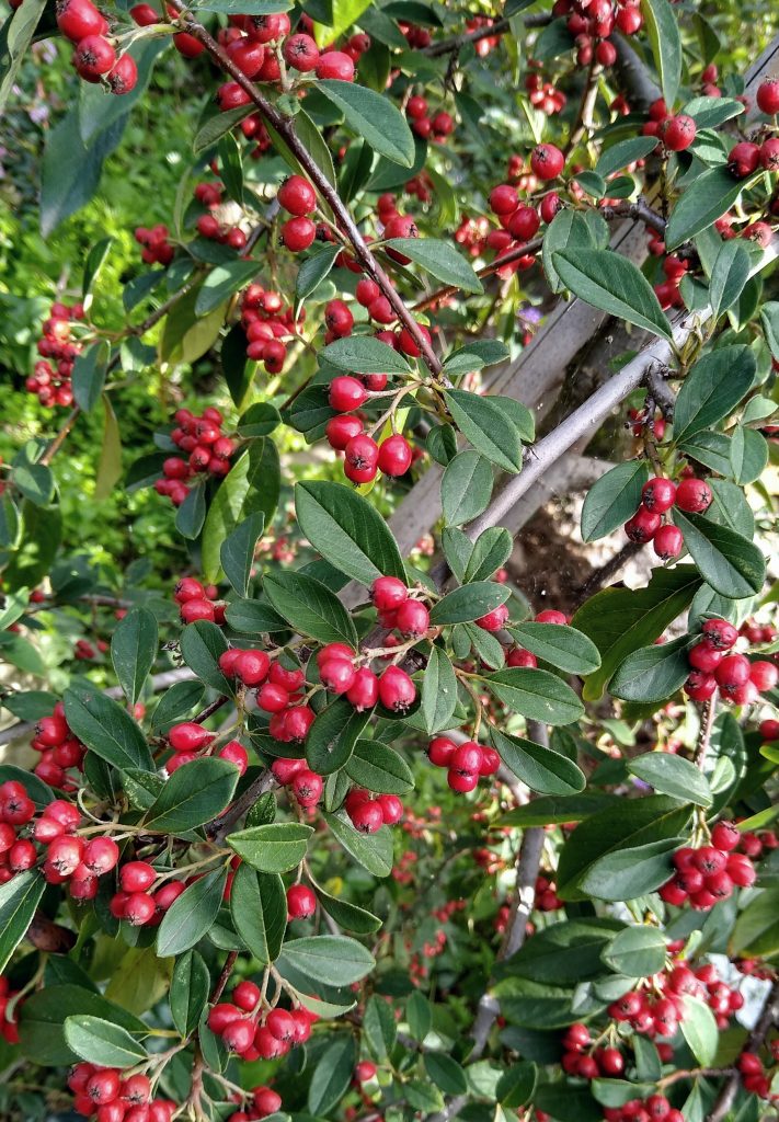 Little Joys: autumn brings red berries in the garden