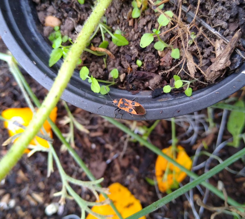 Little Joys: Cinnamon bug