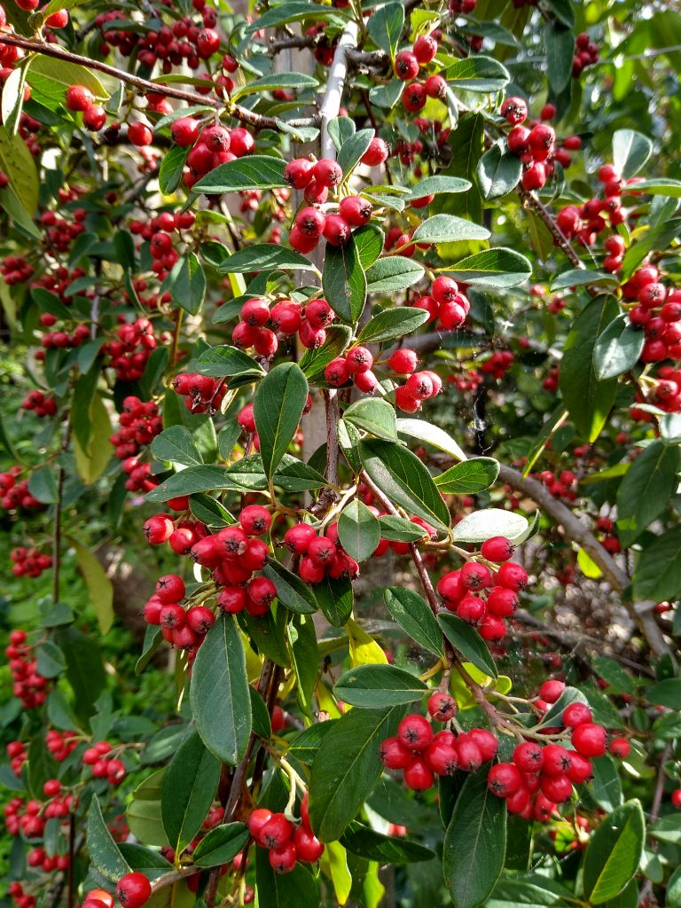 September garden: include winter berries to feed the birds
