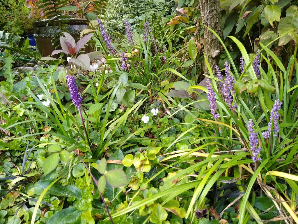 September garden: it's a good time to get weeds in check