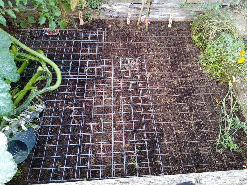 September garden: sow seeds of fast-growing cool-weather crops for winter and spring