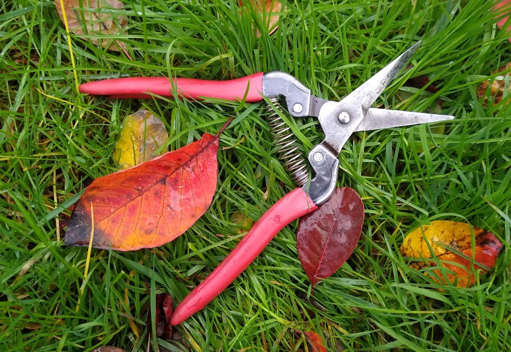 Best garden tools - ARS fruit shears
