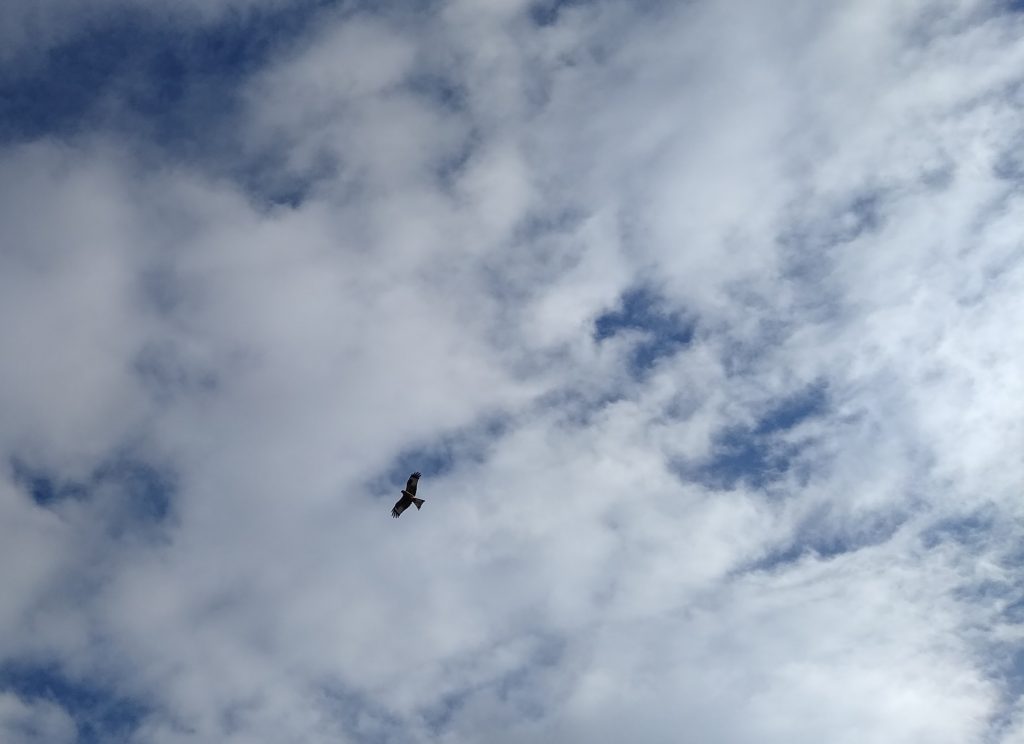 Little joys: wildlife red kite