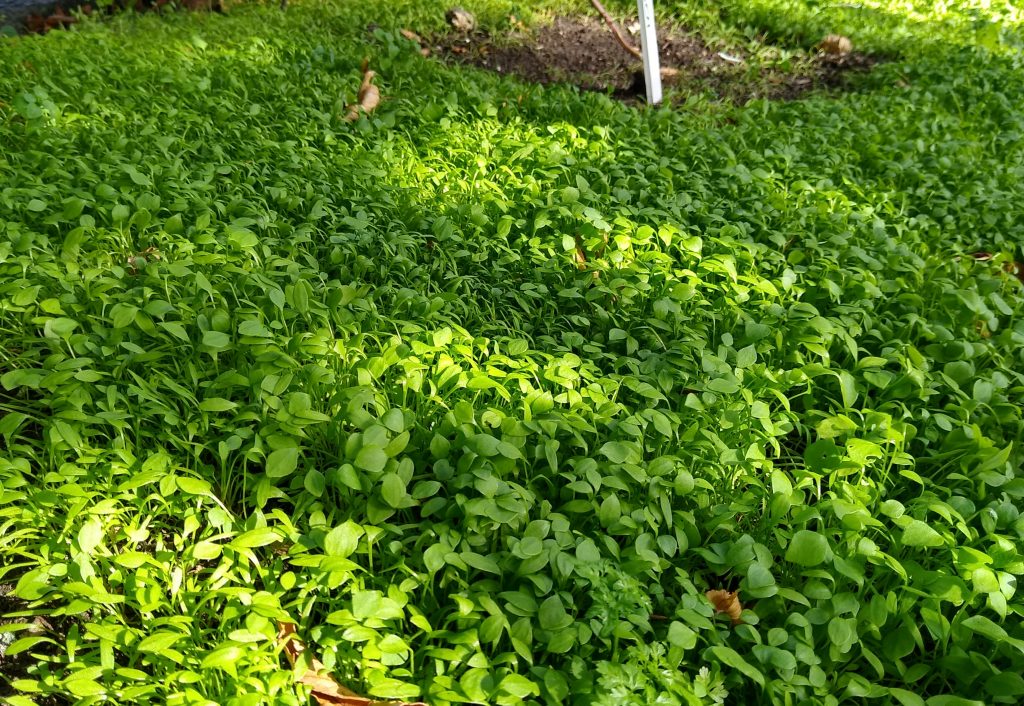 Little Joys October: brilliant winter edible claytonia/winter purslane