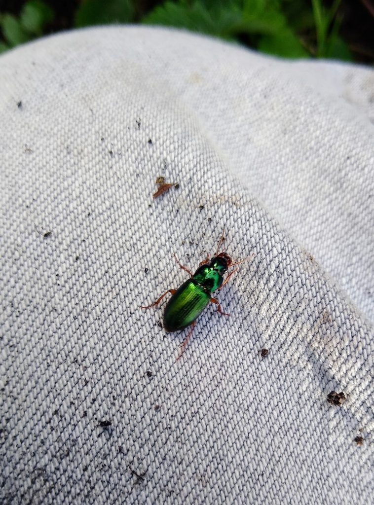 Little Joys October: green ground beetle