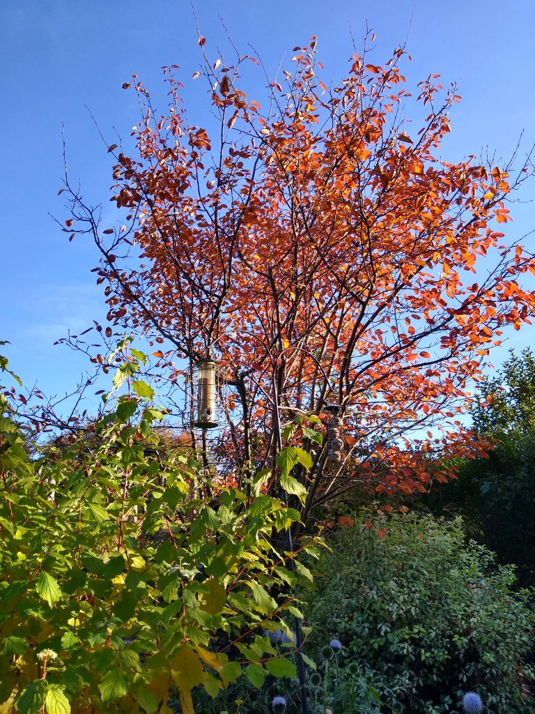 The October garden is changing colour...