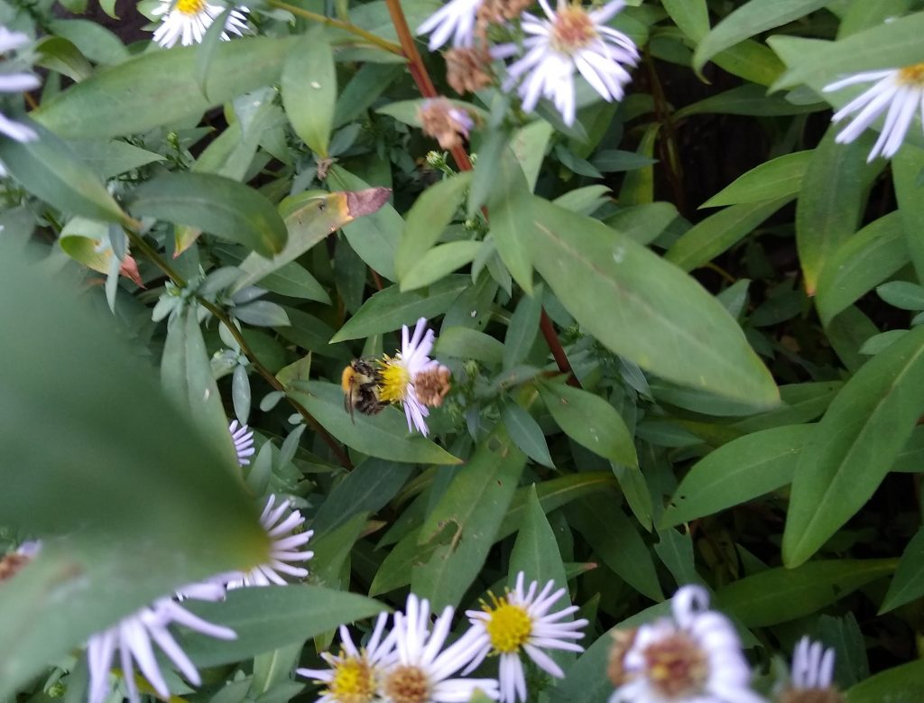 October garden: common carder bees are the last to disappear, as late as November