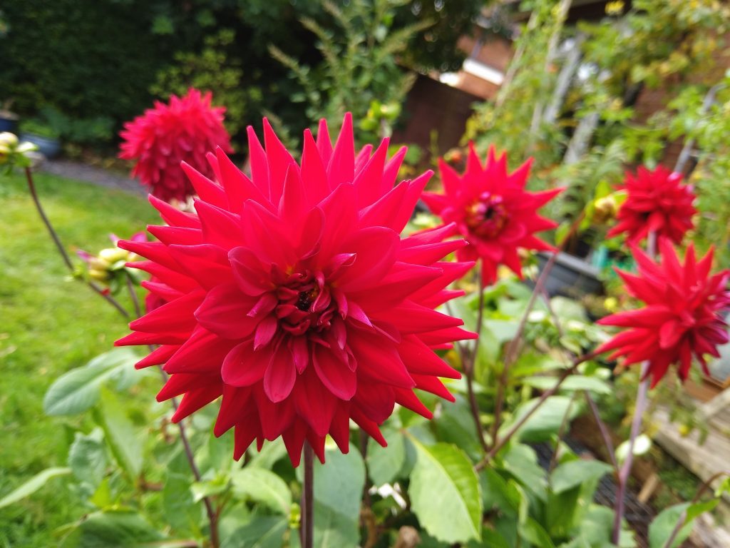 October garden: dahlias flower right up until the first frosts