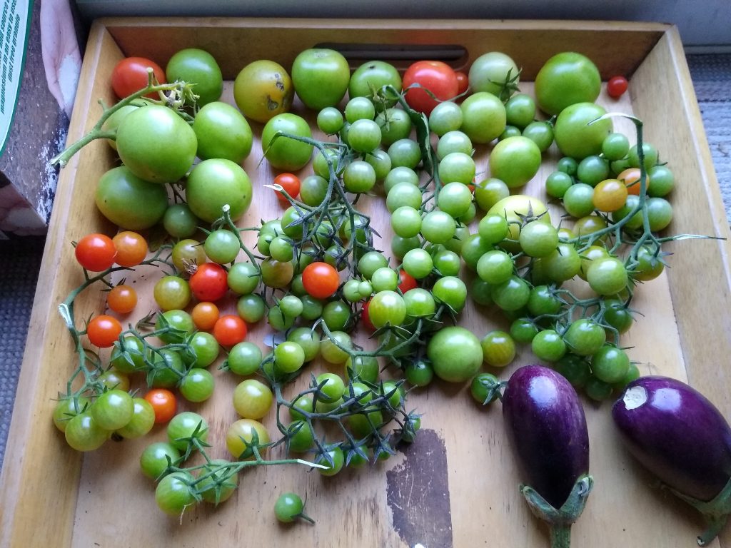 October garden: green tomatoes come indoors to ripen by a sunny window