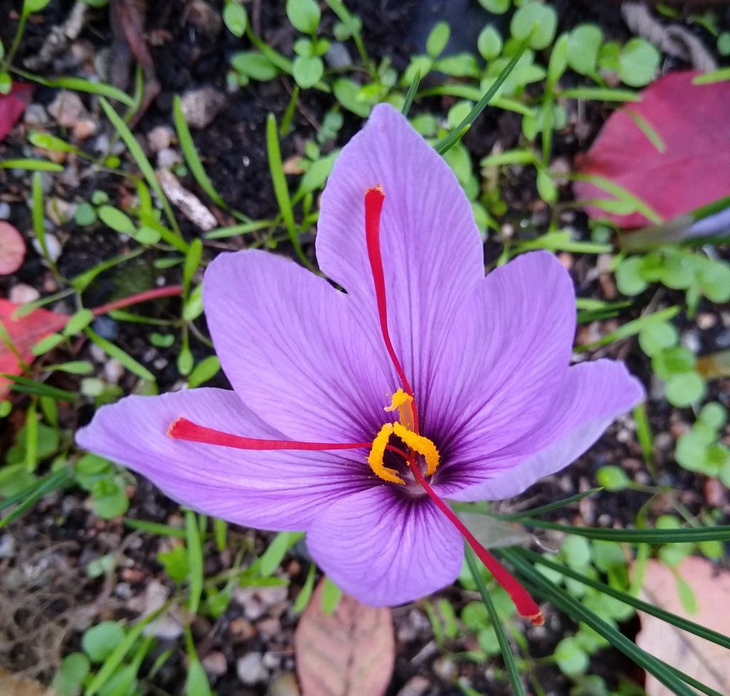 October garden: saffron is ready to harvest!