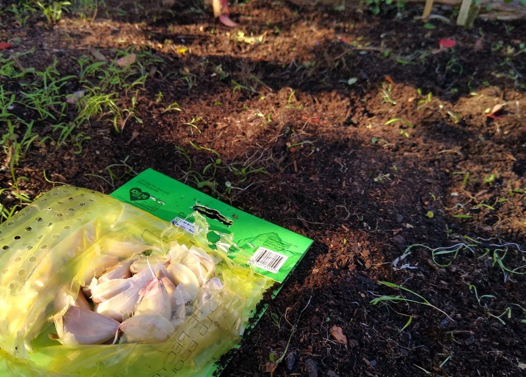 October garden: plant garlic cloves 15cm down and 15cm apart