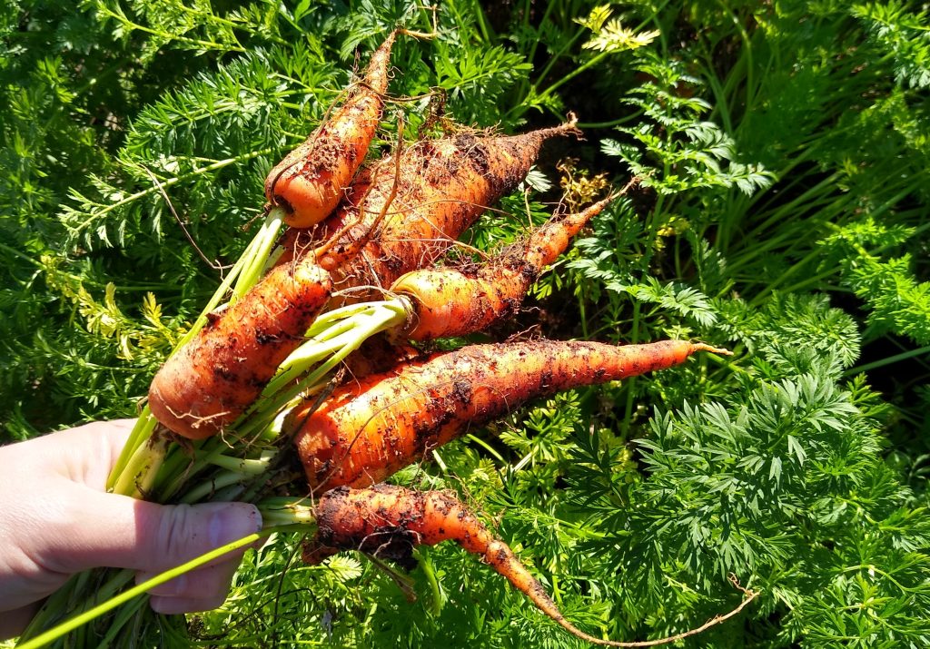 Little Joys: heritage carrots from the garden