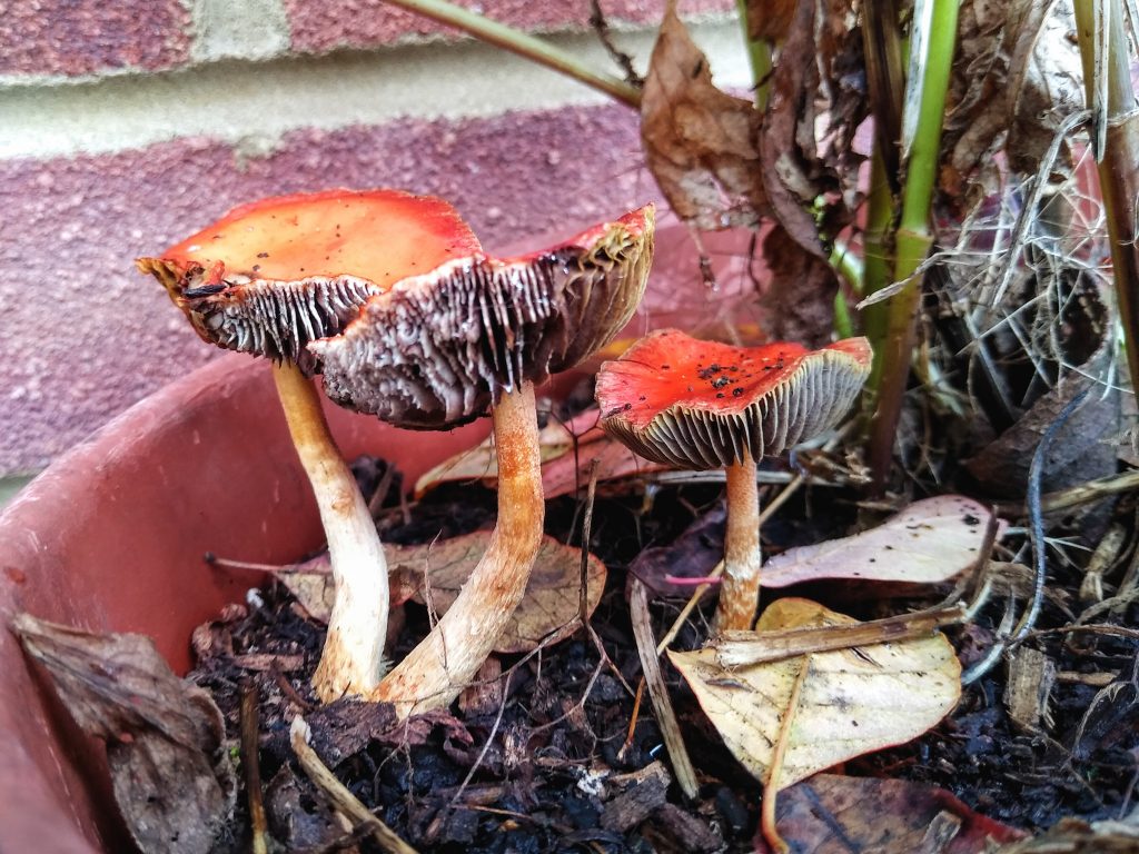 Little Joys: pretty mushrooms