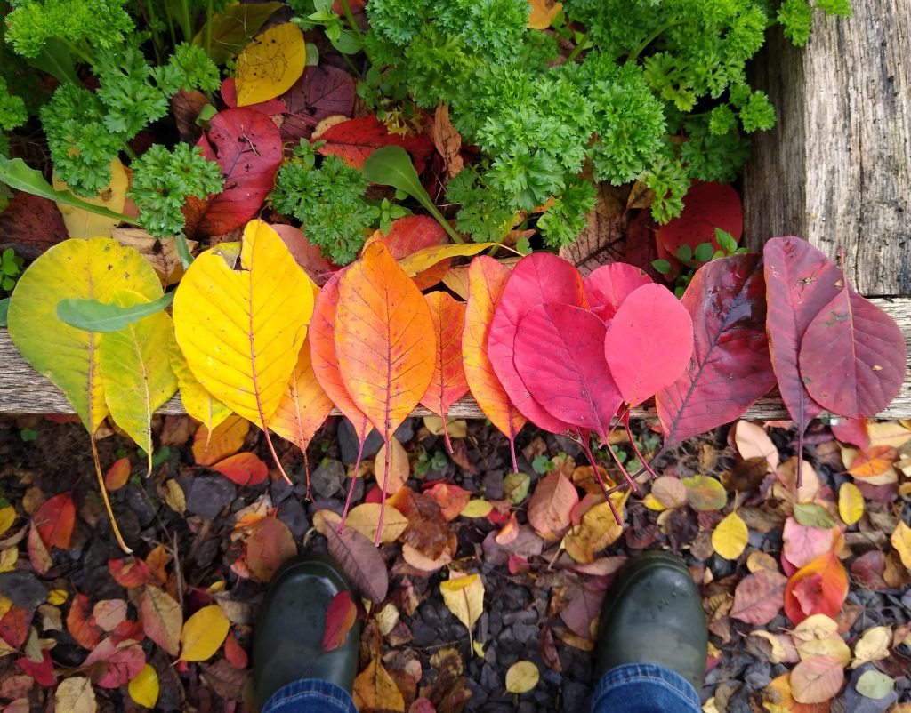 November garden: playing with rainbow cotinus leaves!
