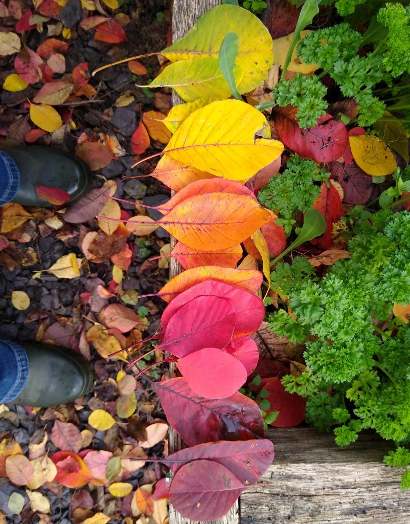 Contact with Creation - Little Joys: colour autumn leaves