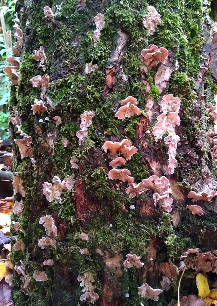 Little Joys: moss and fungus on log