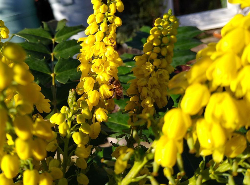 Little Joys: honeybee on mahonia