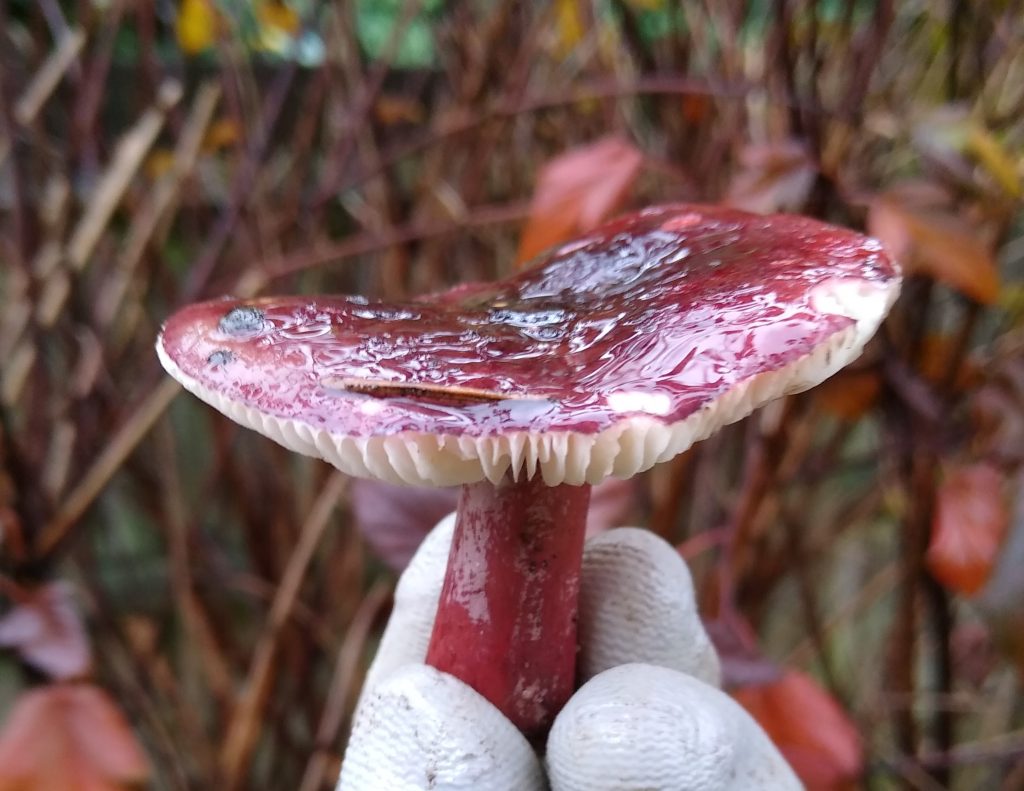 Little Joys: autumn mushrooms