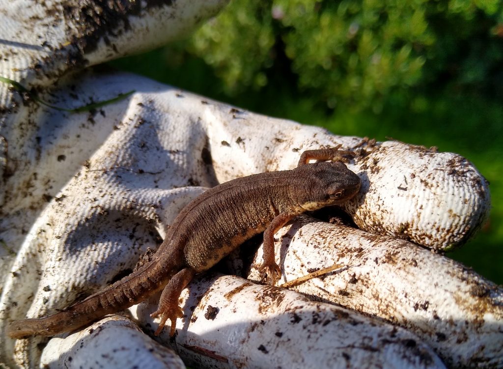 Little Joys: newt in the garden