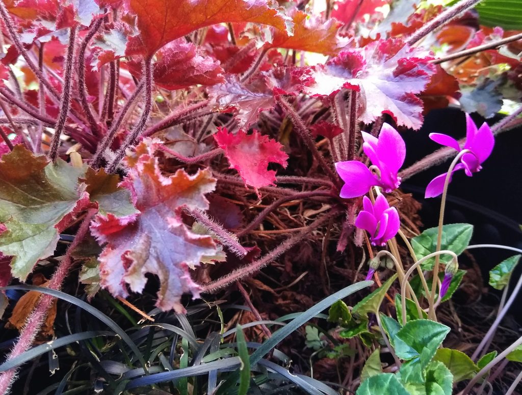 November garden: cyclamen, heuchera and ophiopogon in my winter pots