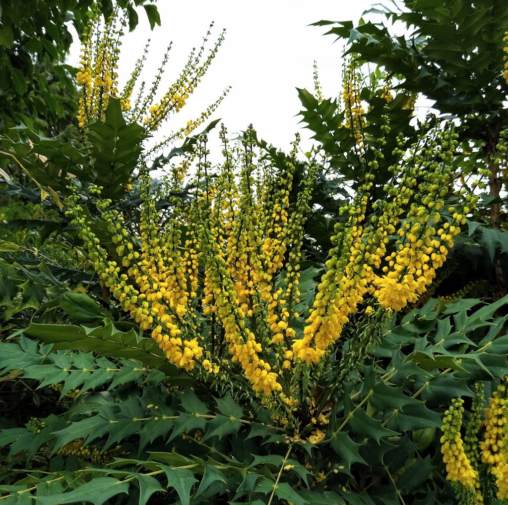 November Garden: mahonia looks fantastic through winter