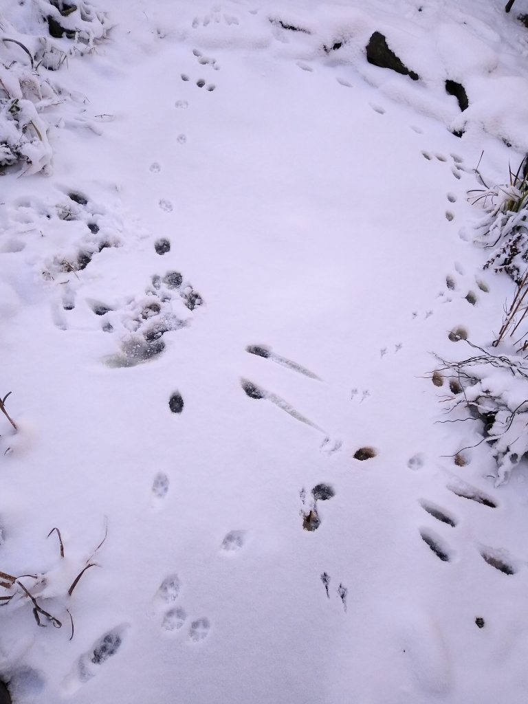 Little Joys: a footprint story in the snow