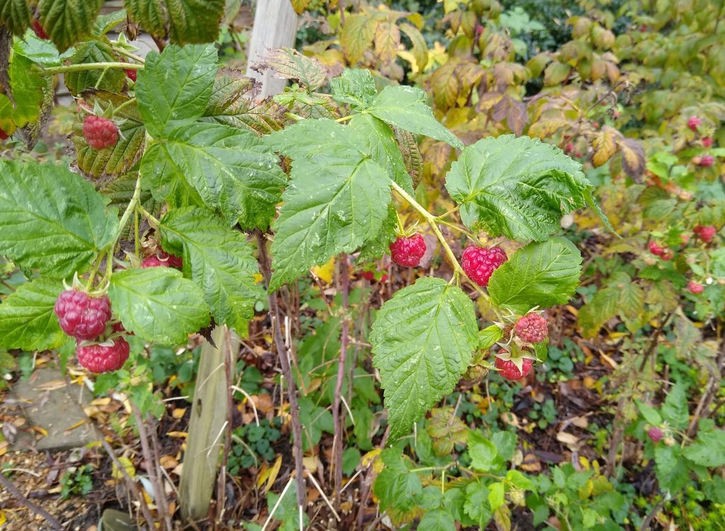 Little Joys: Autumn raspberries making a comeback!