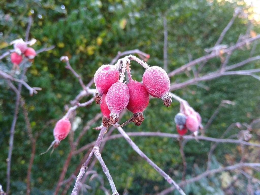 Little Joys: frosty rosehips in the garden