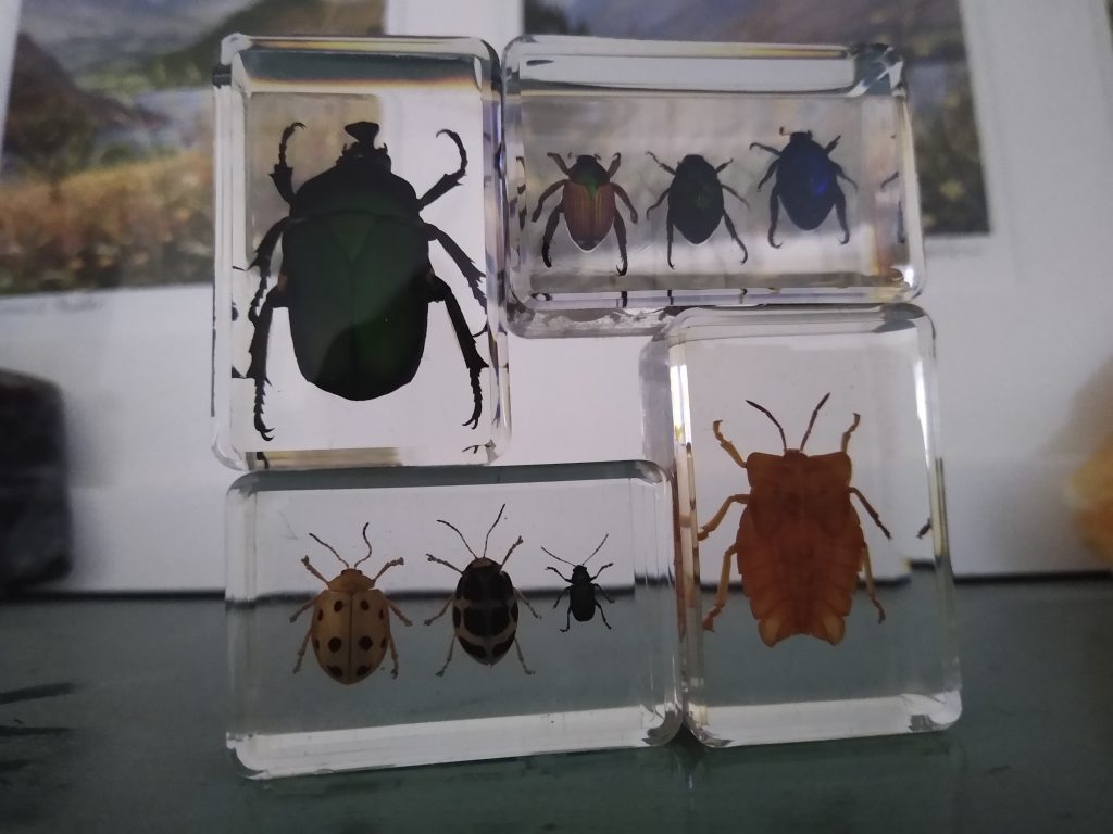 Little Joys: birthday beetles!