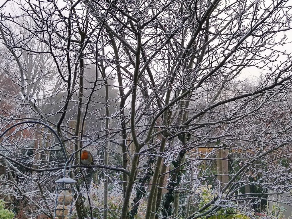 Little Joys: frosty tree and robin