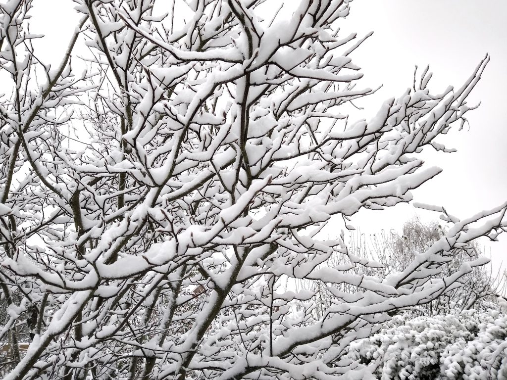 Little Joys: black and white snow scene