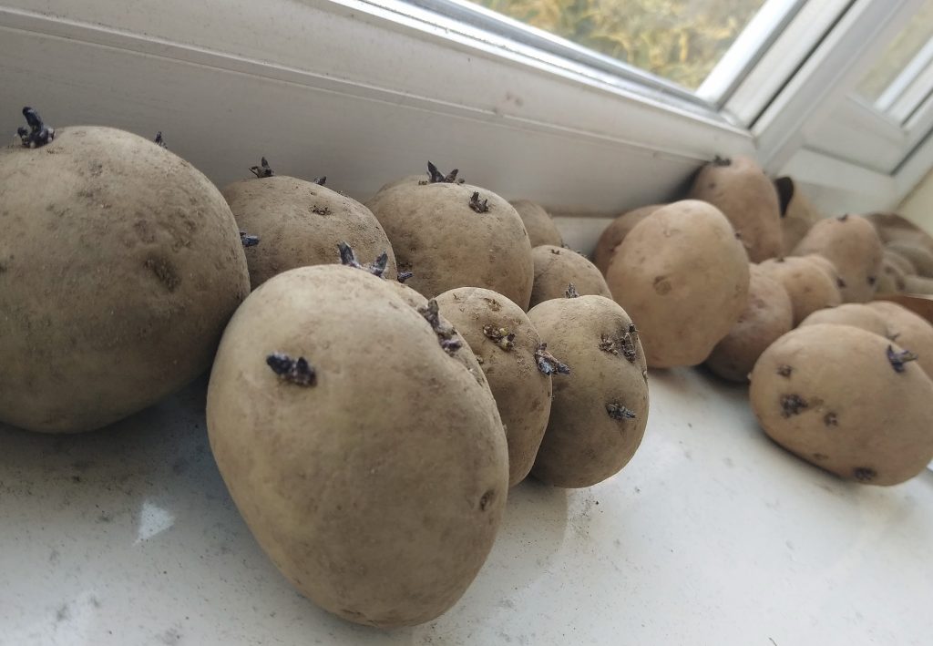 Little Joys: seed potatoes chitting for the garden