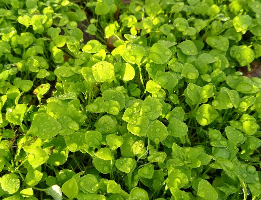 Little Joys: claytonia is an excellent edible ground cover for the winter food garden!