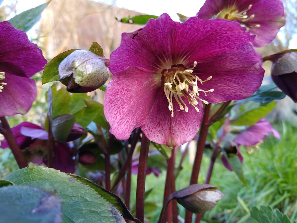 Little Joys: garden hellebores