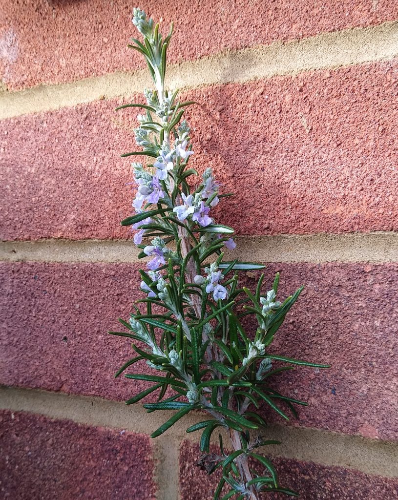 Little Joys: rosemary flowering in winter