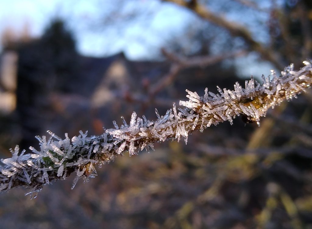 Little Joys: beautiful ice crystals