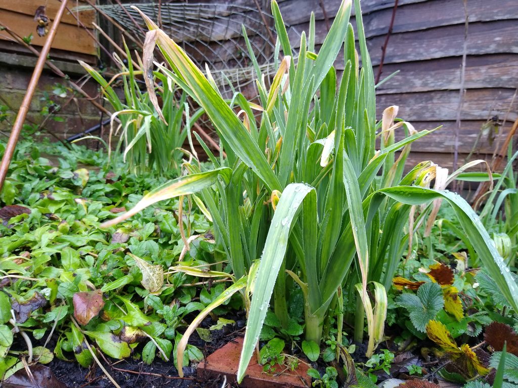 Little joys: perennial veg in the garden - Babington's leeks