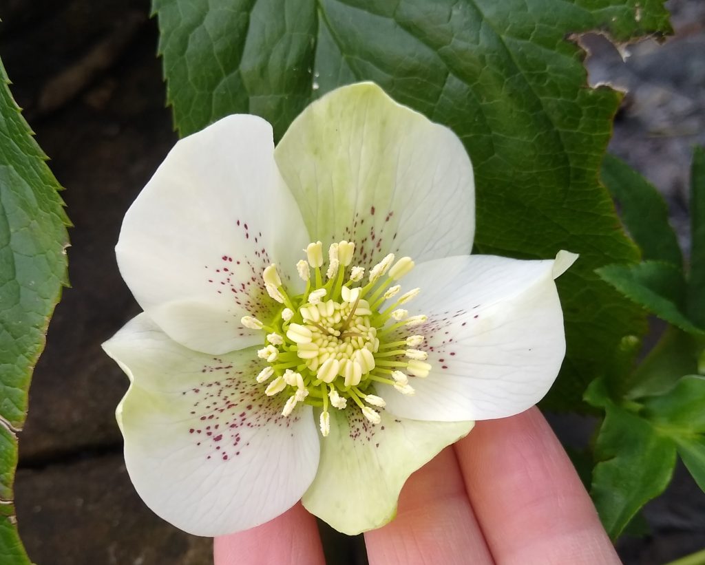 Little Joys: the year's first hellebore in my garden