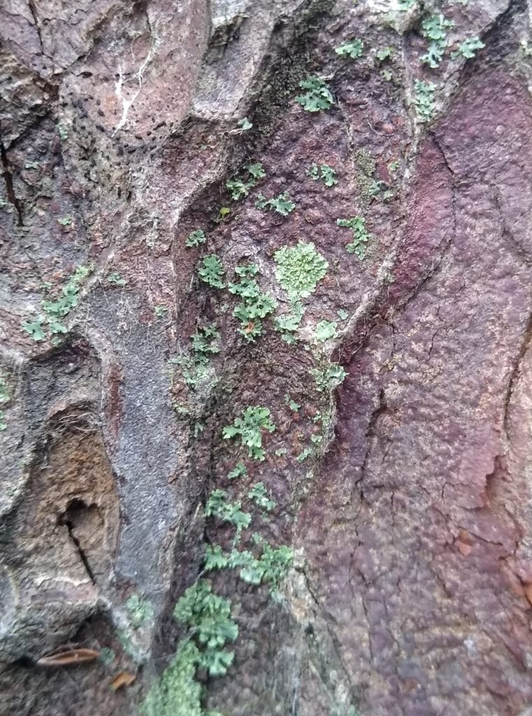 Little Joys: nature in winter, such as this common green shield lichen