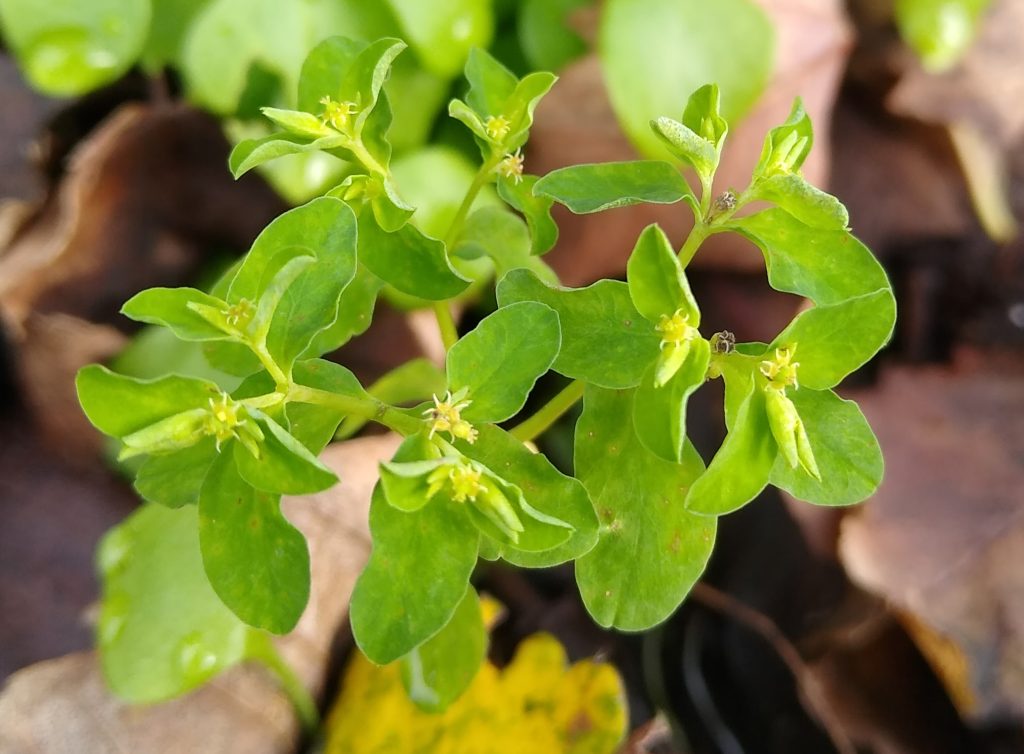 Little Joys: petty spurge for the New Year Plant Hunt
