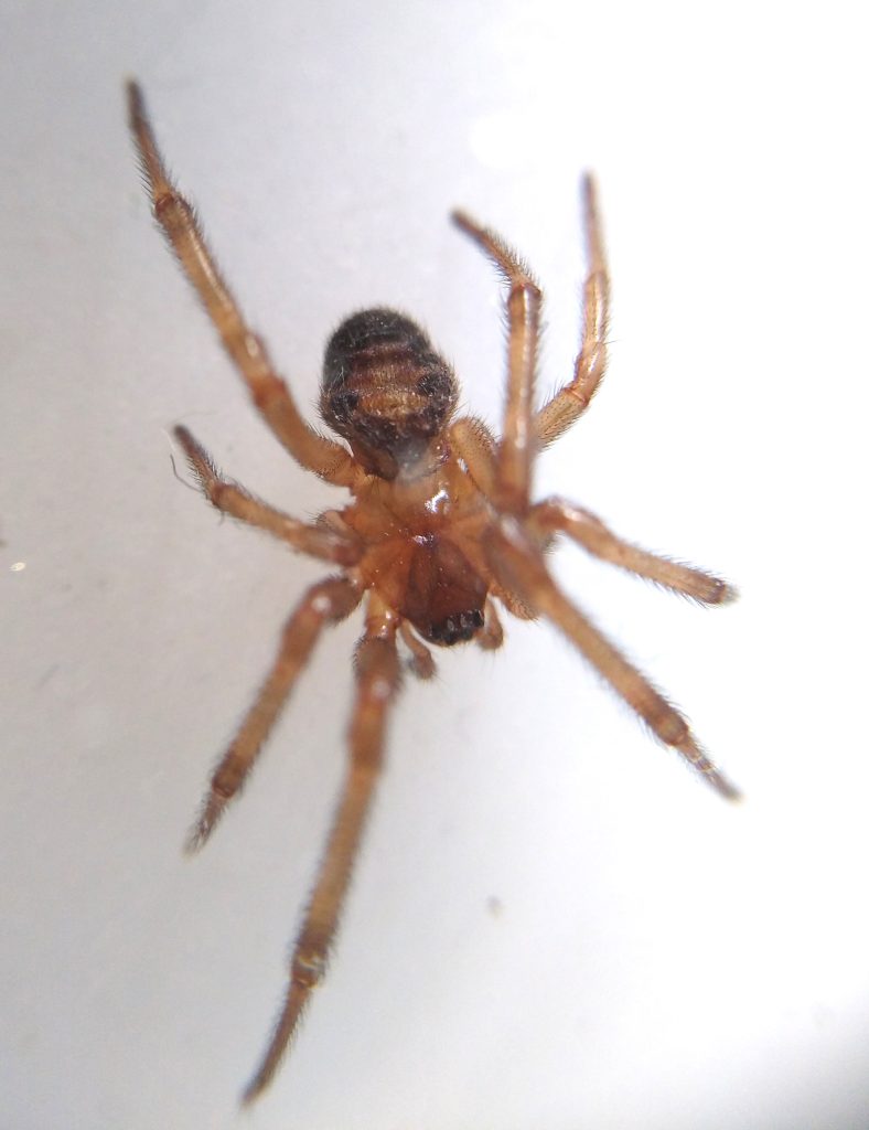 Little Joys: identifying nature at home - is this Steatoda nobilis?