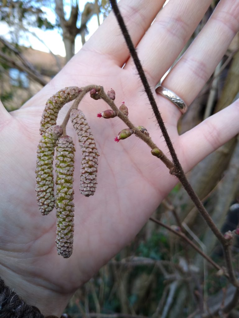 Little Joys: winter nature, like these hazel flowers and catkins